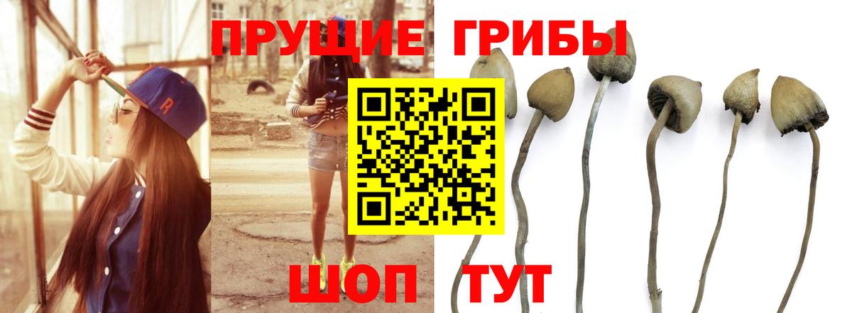 Псилоцибиновые грибы MAGIC MUSHROOMS  Псилоцибиновые грибы ЛСД  как найти   Вход с VPN  Ивантеевка 